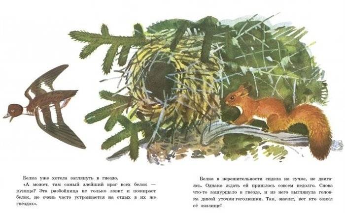 Белочка-хлопотунья фото книги 3