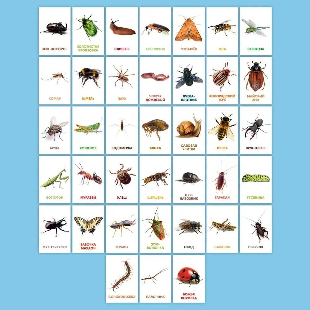 Развивающие карточки. Насекомые фото книги 2