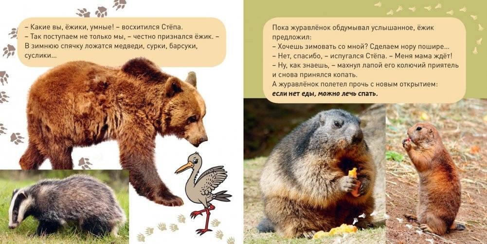 Кто как зимует? фото книги 4