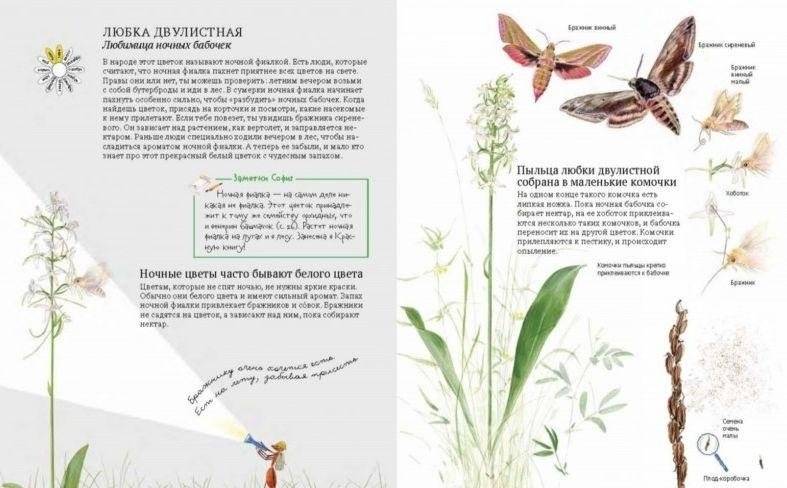 Софи в мире цветов фото книги 9