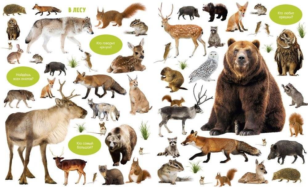 Большая книга малыша. Животные фото книги 4