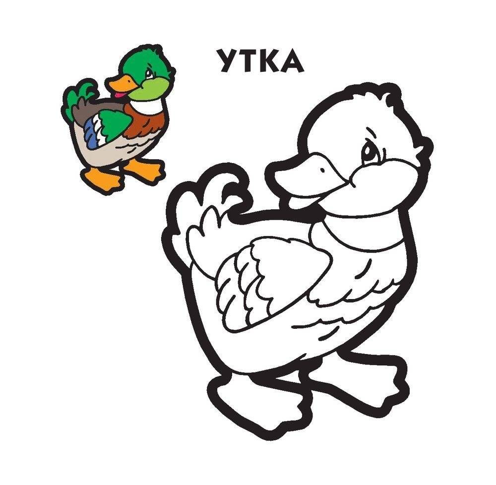 Раскраска фото книги 2