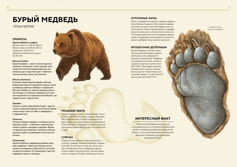 Лесные животные в натуральную величину фото книги 7