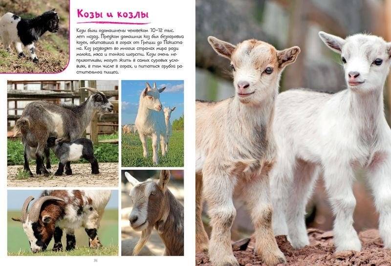 Моя большая книга о животных фото книги 2
