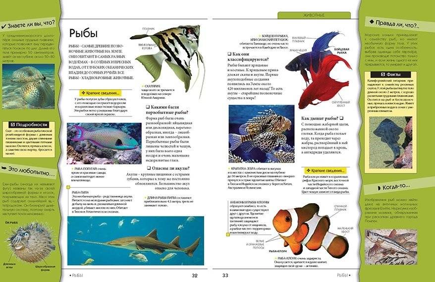 Новая энциклопедия школьника фото книги 4