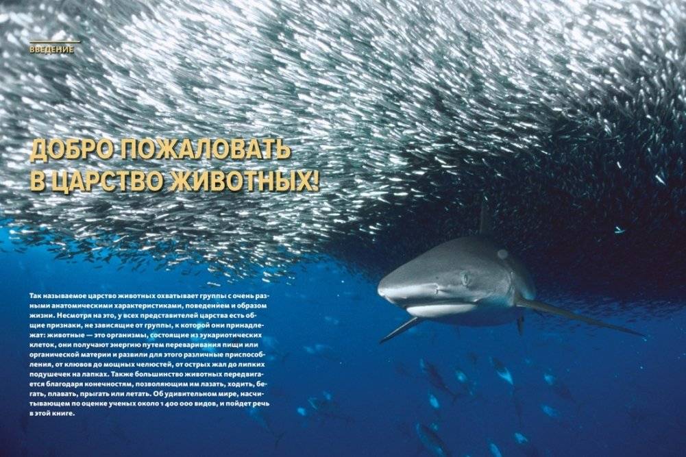 Тайны животных. Большая иллюстрированная энциклопедия фото книги 3