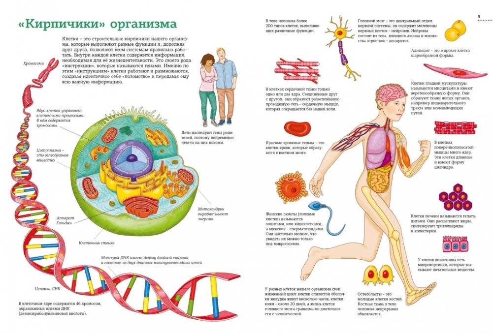 Тело человека. Атлас анатомии в картинках фото книги 3