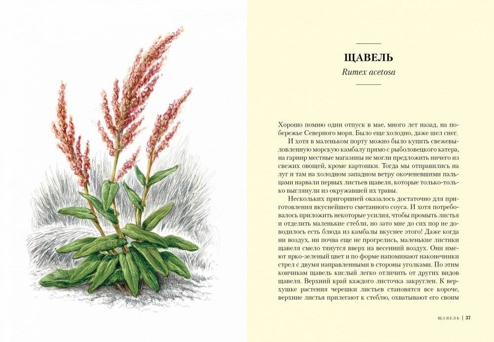 Травы. Природный источник жизненной силы фото книги 4