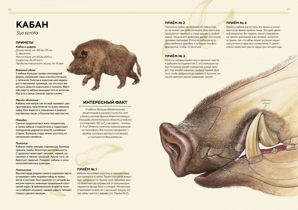 Лесные животные в натуральную величину фото книги 9