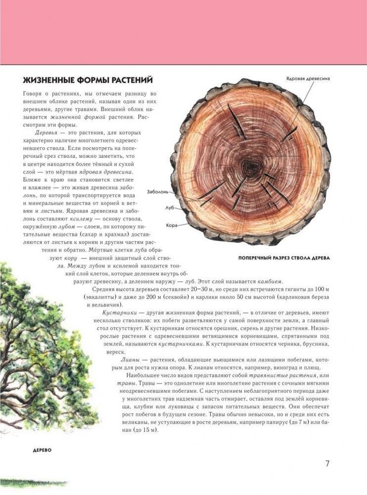 Растения: полная энциклопедия фото книги 6