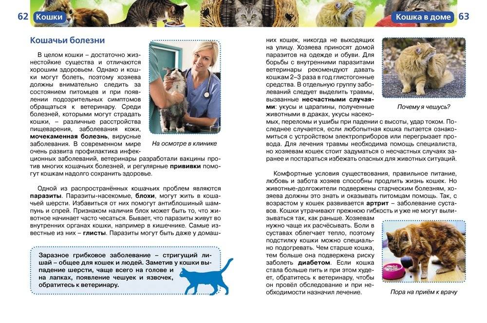 Кошки фото книги 4