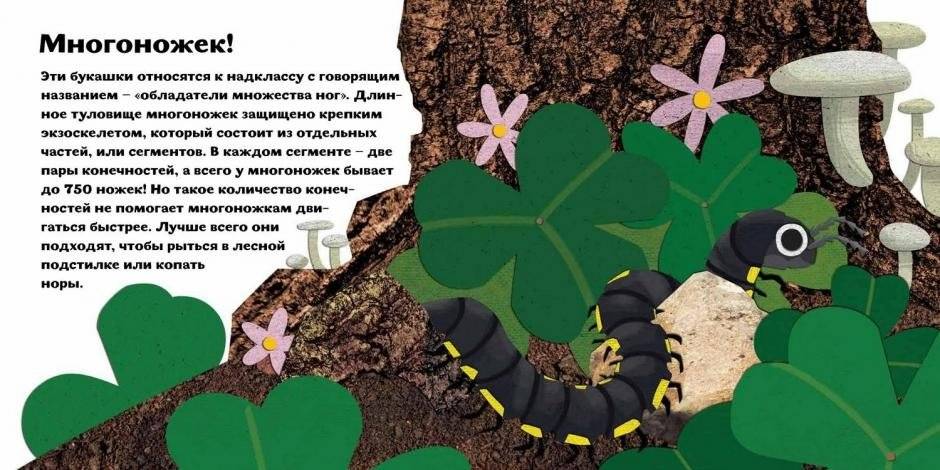 Птицы от клюва до хвоста. Букашки от носа до хвоста фото книги 3