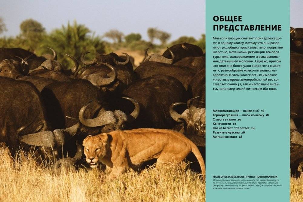 Тайны животных. Большая иллюстрированная энциклопедия фото книги 4