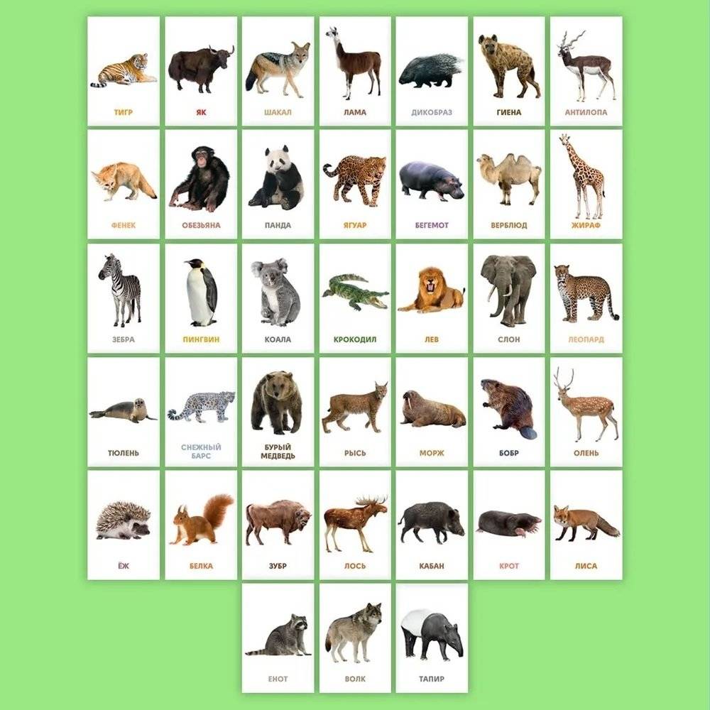 Развивающие карточки. Дикие животные фото книги 4
