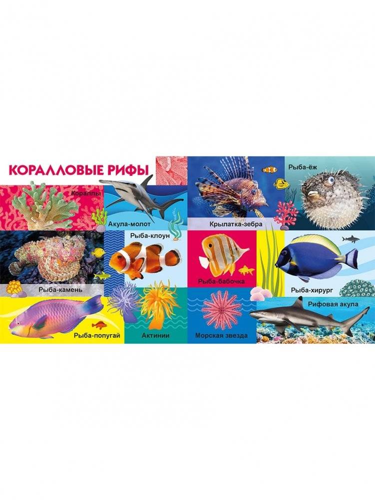 Морские обитатели фото книги 2
