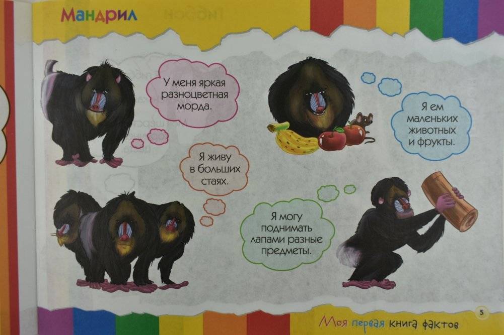 Моя первая книга фактов. Обезьяны и мартышки фото книги 3