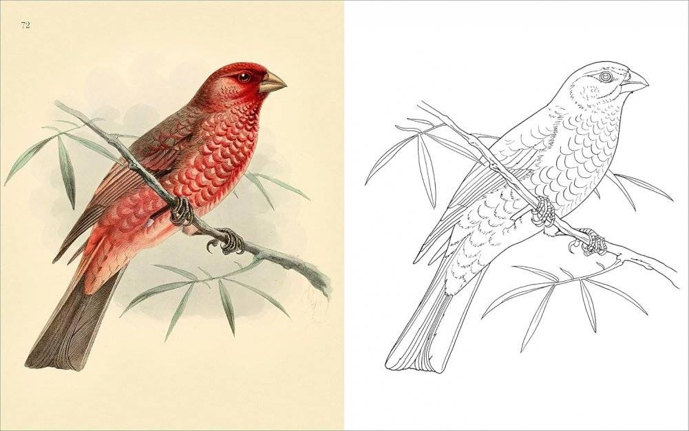 Birds Colouring Book фото книги 2