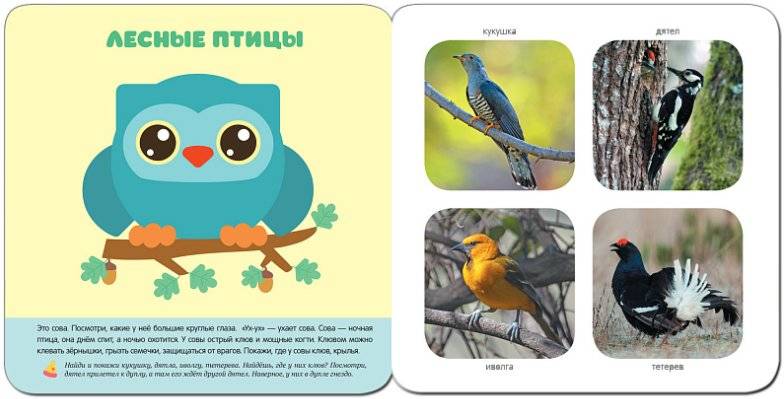 В лесу. Развивающая книга фото книги 3
