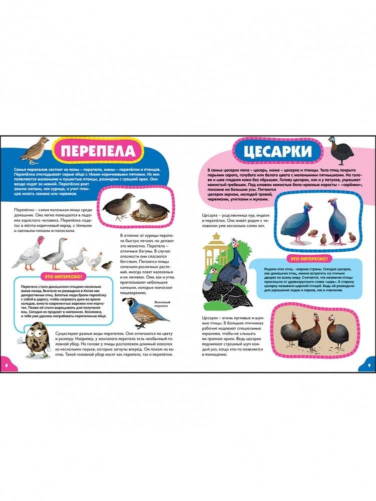 Птицы для самых маленьких. Лучшая энциклопедия для малышей фото книги 3