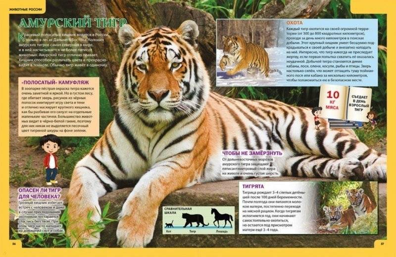 Звери и птицы России. Энциклопедия для детей фото книги 8