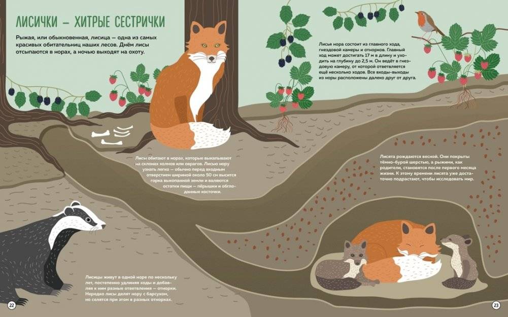 Что внутри? Как устроены дома животных фото книги 4