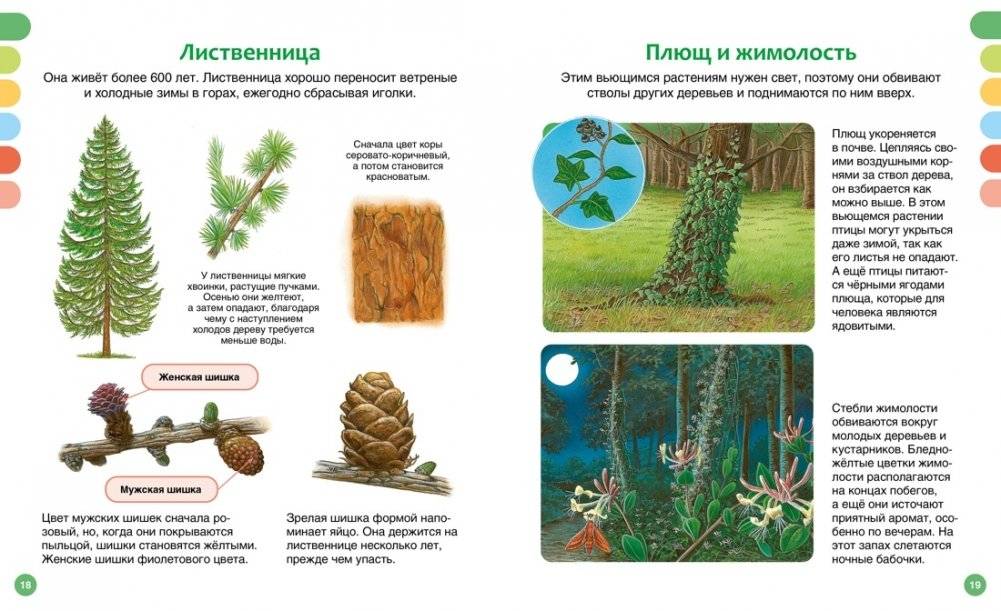Жизнь леса фото книги 7