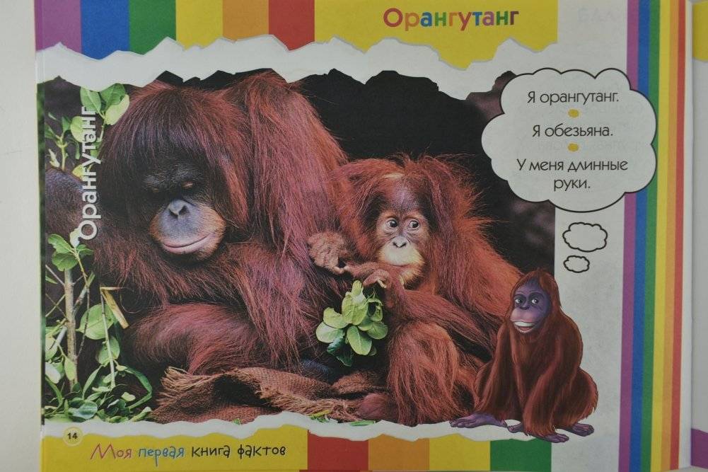 Моя первая книга фактов. Обезьяны и мартышки фото книги 4