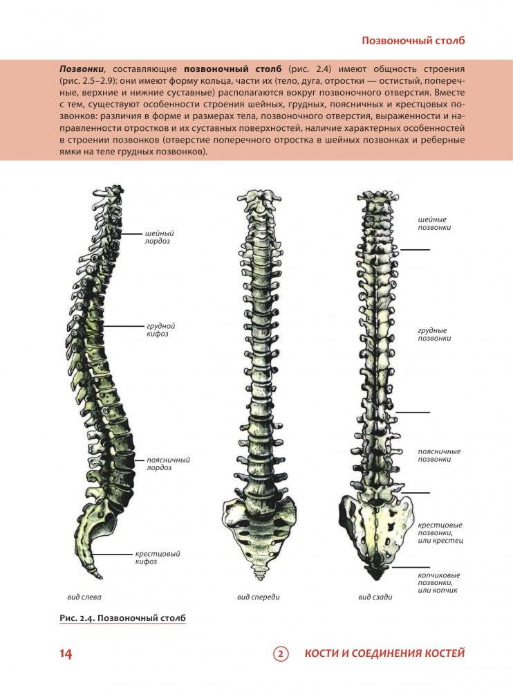 Наглядная анатомия человека. Подробный атлас с иллюстрациями фото книги 14