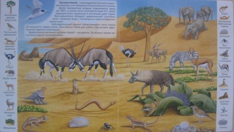 Животные и растения пустыни фото книги 4