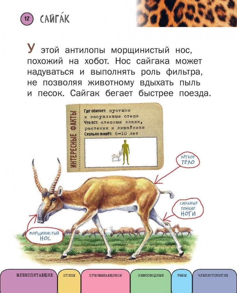 Все животные с крупными буквами фото книги 11