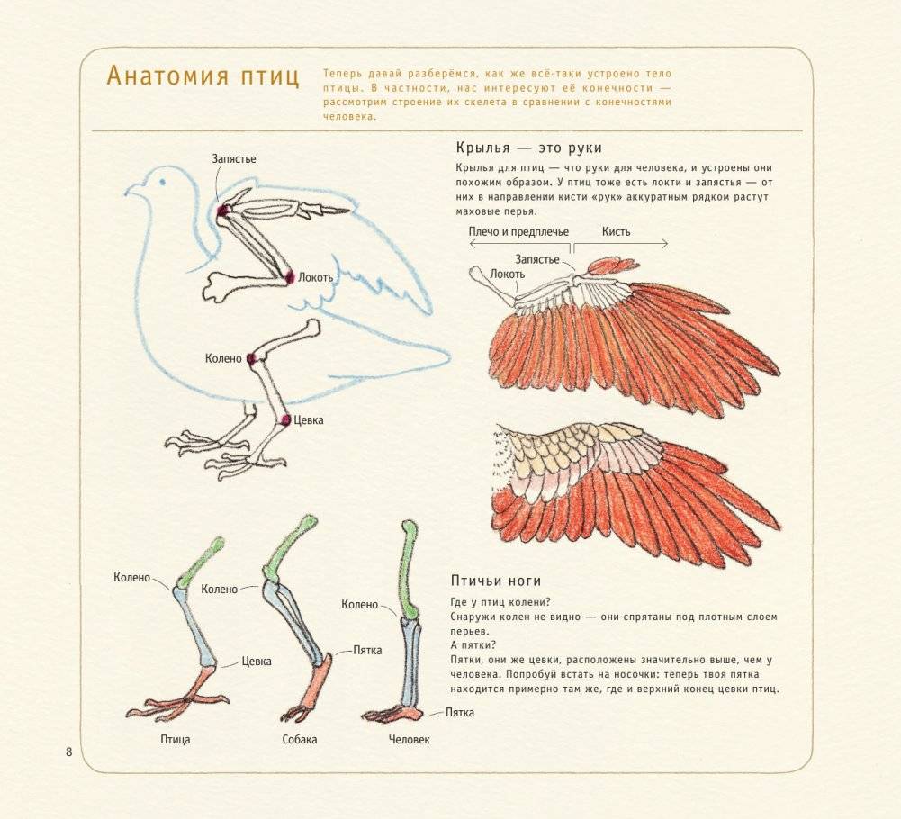 Рисуем милых птиц фото книги 9