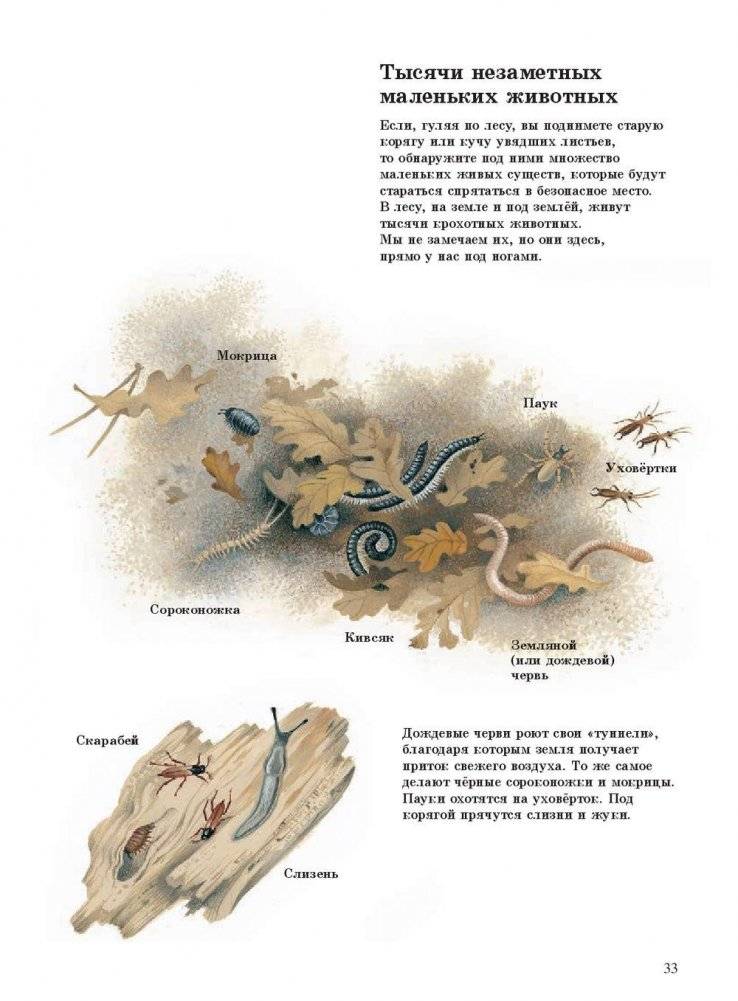 Наше дерево фото книги 9