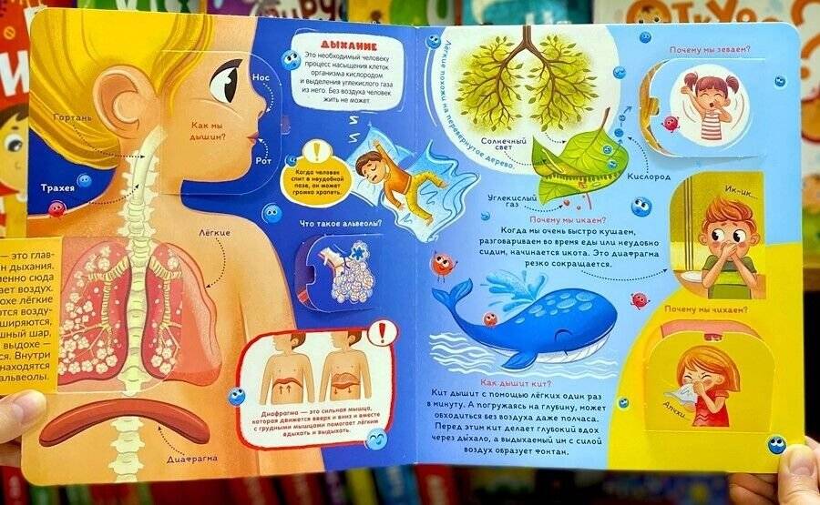 Анатомия. Умные окошки фото книги 2