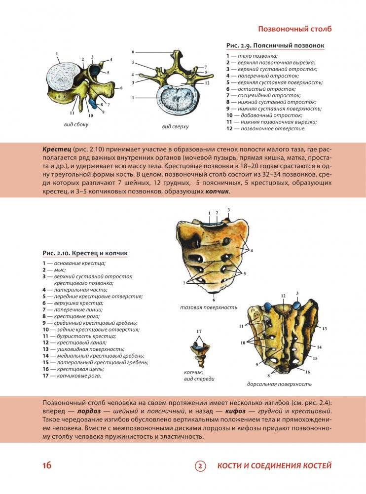 Наглядная анатомия человека. Подробный атлас с иллюстрациями фото книги 16