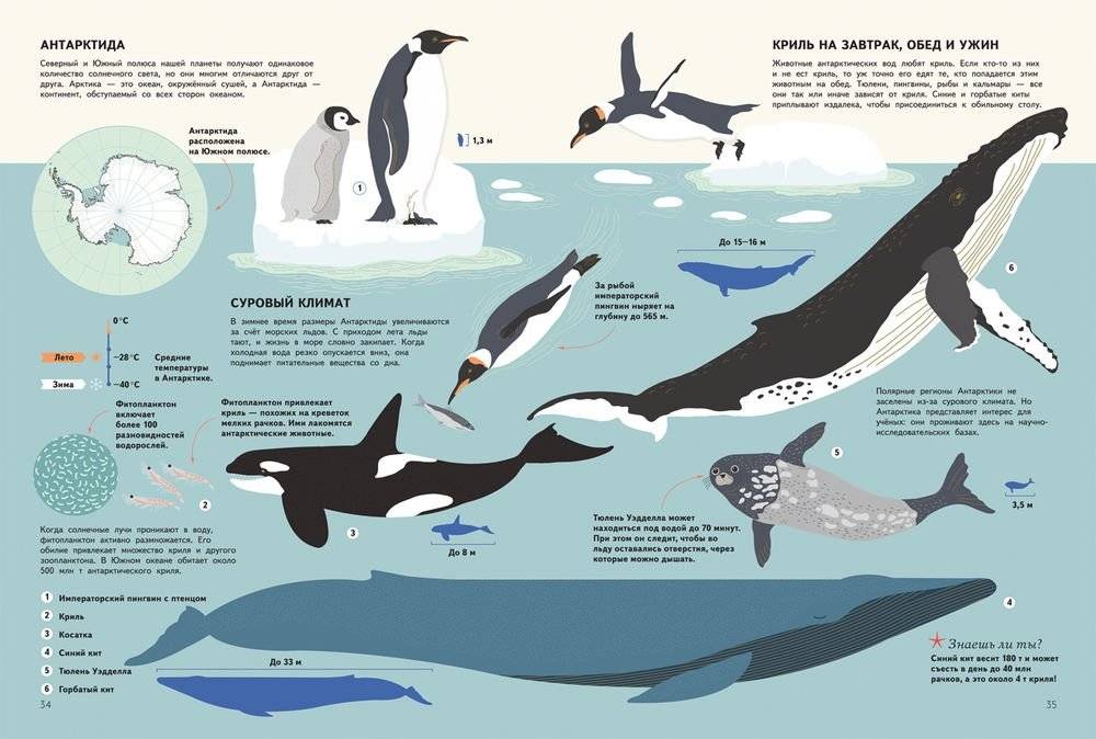 Подводный мир. Визуальный гид фото книги 3