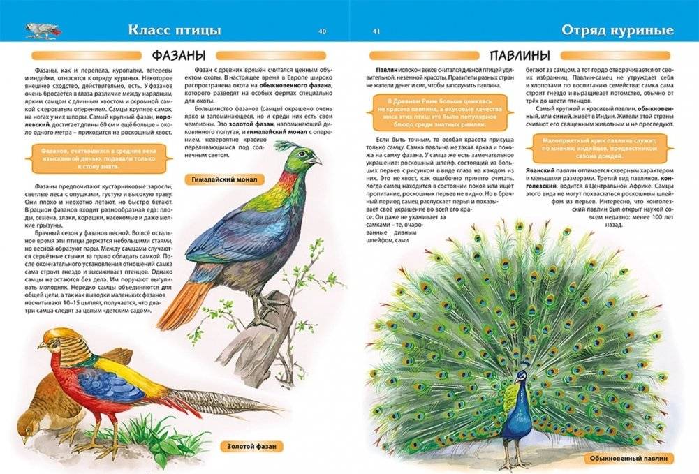 Животные. Детская энциклопедия фото книги 6