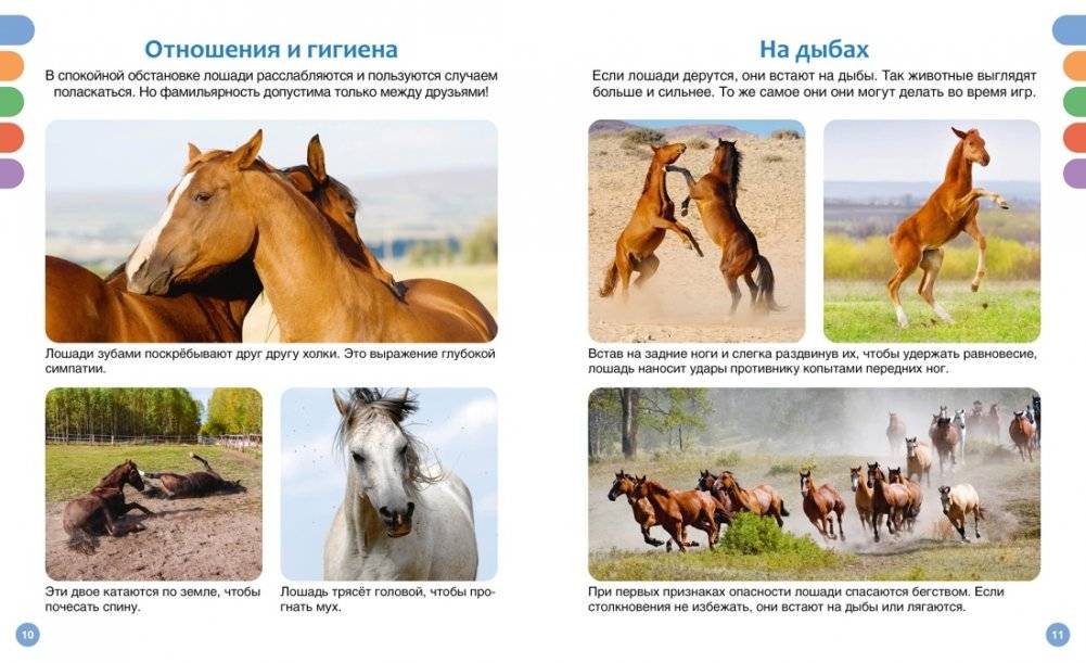Лошади фото книги 4