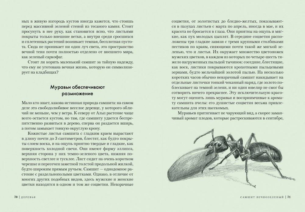 Деревья. Как жизни человека и дерева переплетены друг с другом фото книги 6