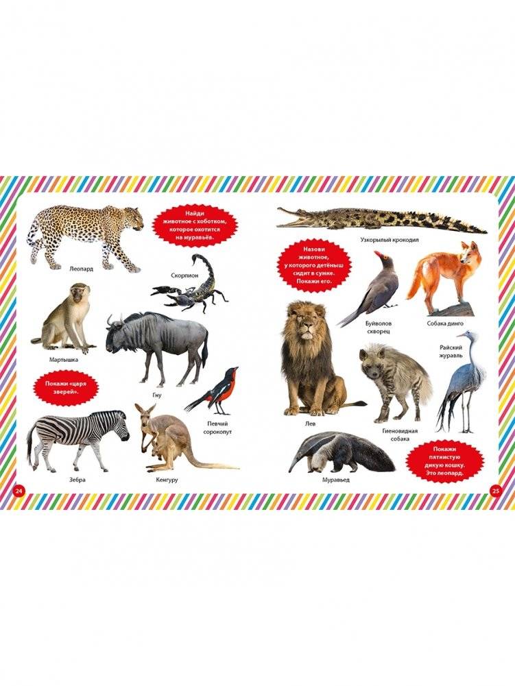 Фотокнига для малышей. Животный мир фото книги 6