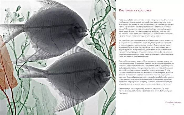 Вижу насквозь. Удивительные рентгеновские снимки животных фото книги 3