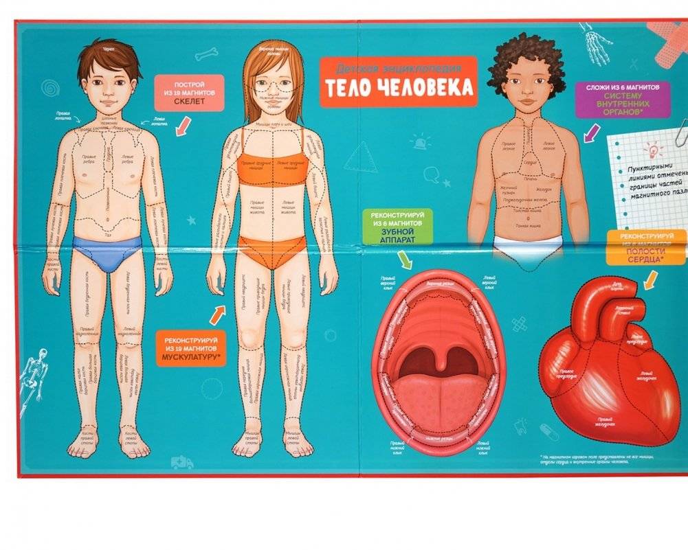 Детская энциклопедия. Тело человека фото книги 2