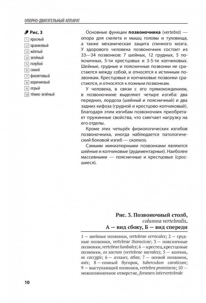 Анатомия человека. Компактный атлас-раскраска фото книги 9