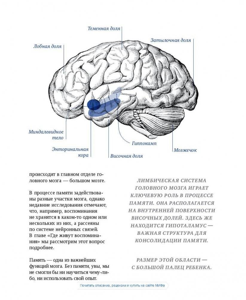 Магия утра. Как первый час дня определяет ваш успех фото книги 11