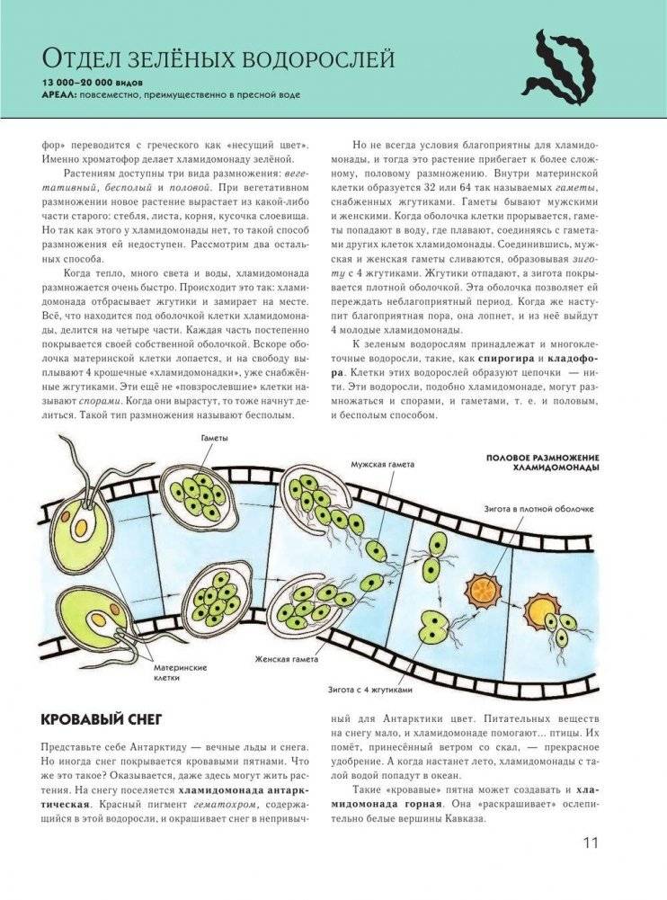 Растения: полная энциклопедия фото книги 10