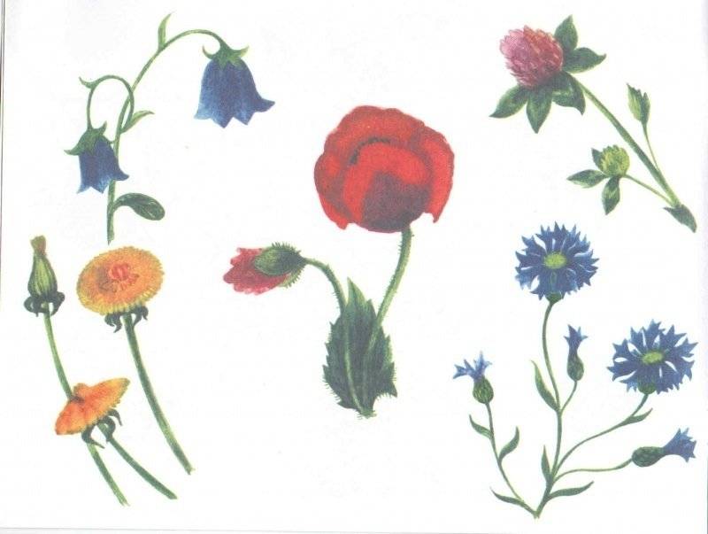 Альбом для раскрашивания. Угадай, нарисуй, раскрась фото книги 5