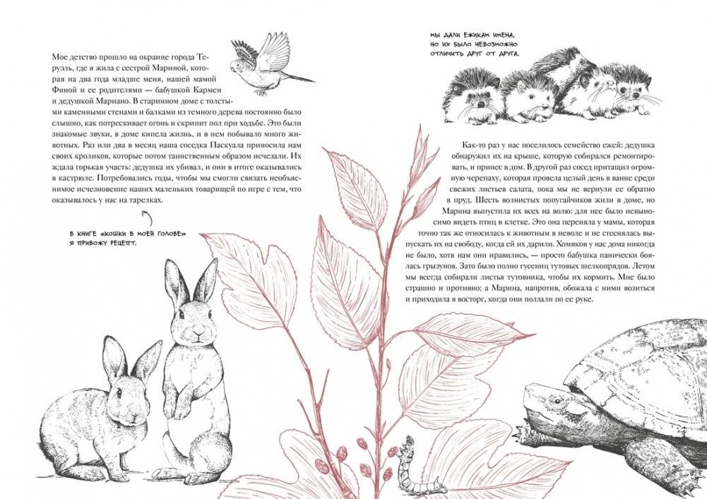 История кота, изменившего одну жизнь. Признание в любви фото книги 2