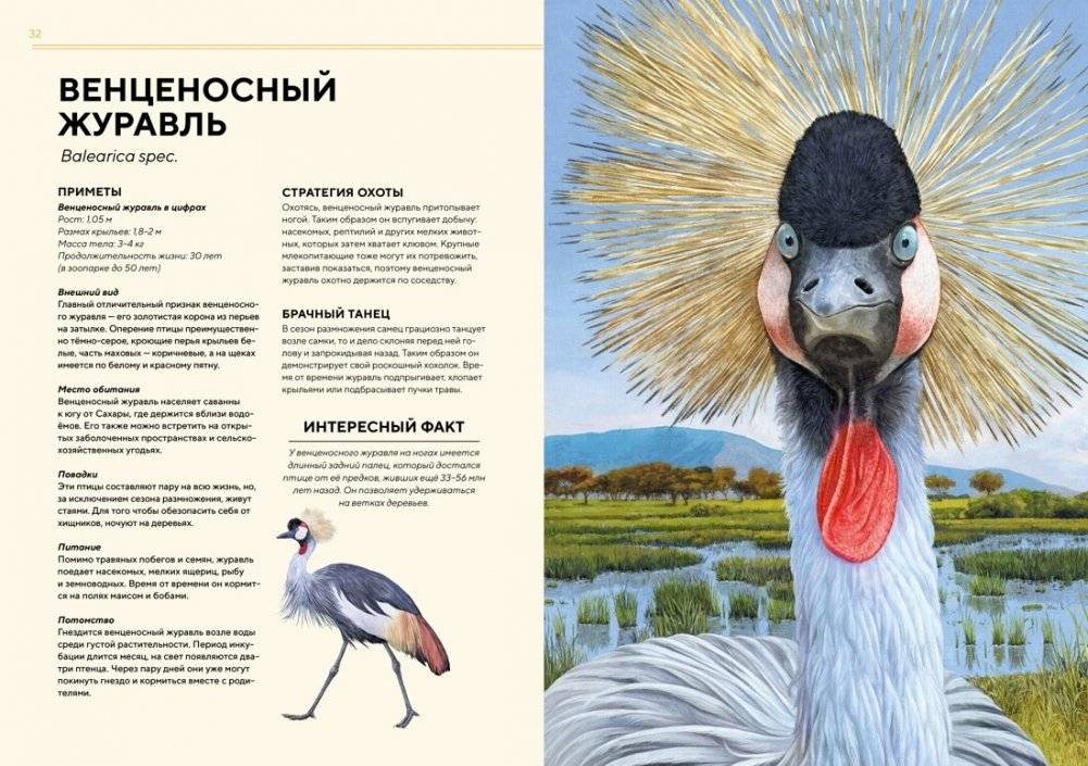 Животные Африки в натуральную величину фото книги 6