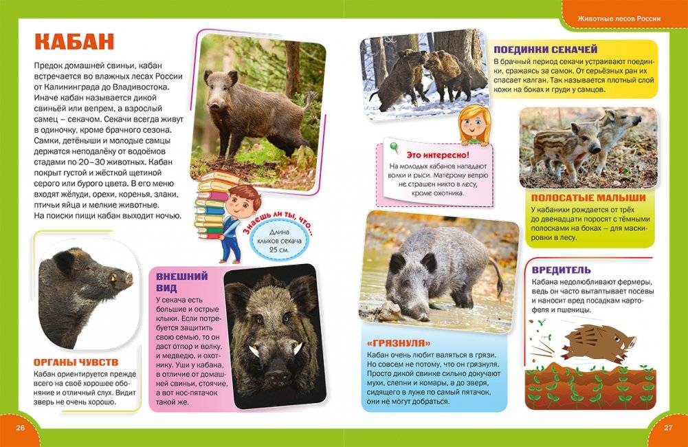 Лесные животные. Энциклопедия для детей фото книги 3