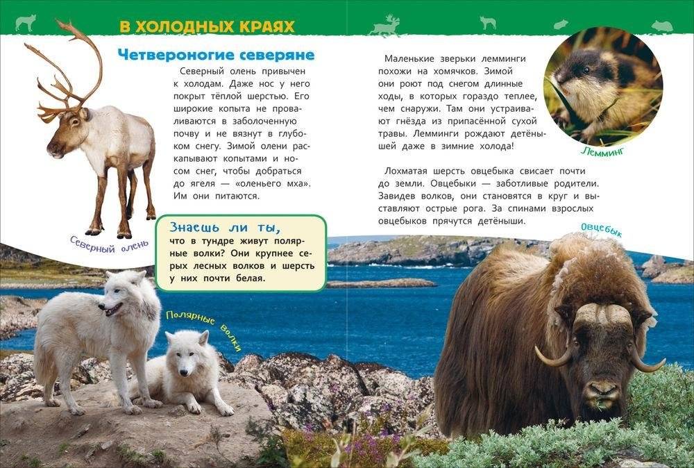 Животные России. Энциклопедия для детского сада фото книги 2
