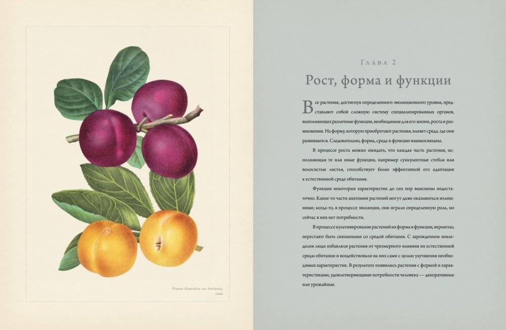 Ботаника для садоводов фото книги 2